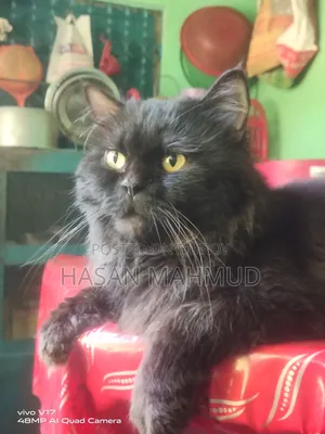 6-12 Months Male Purebred Persian