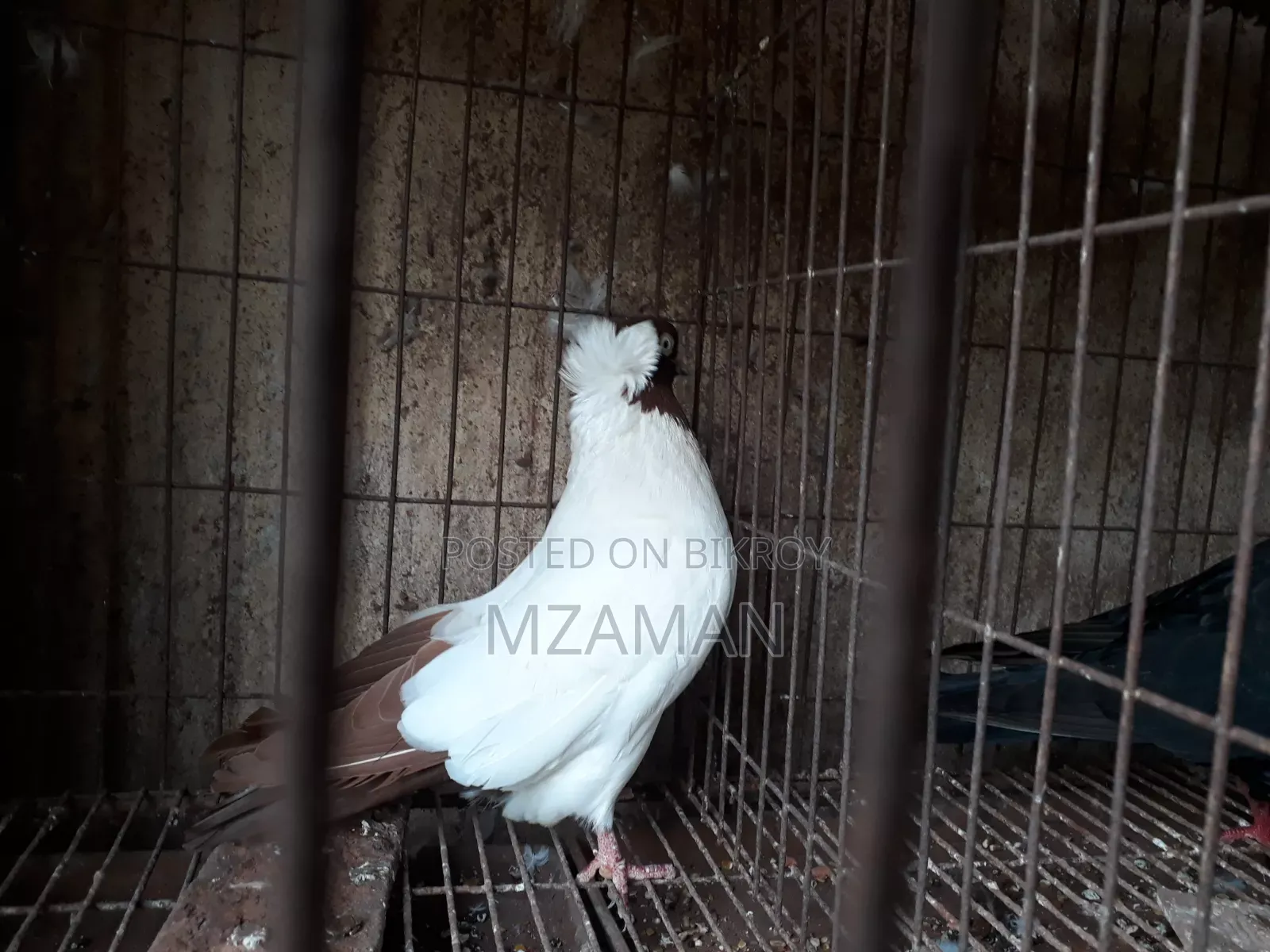 রেড নান রানিং নর