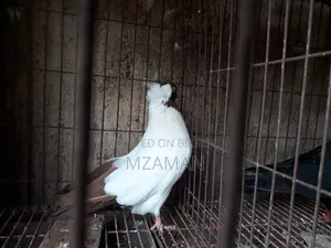 রেড নান রানিং নর