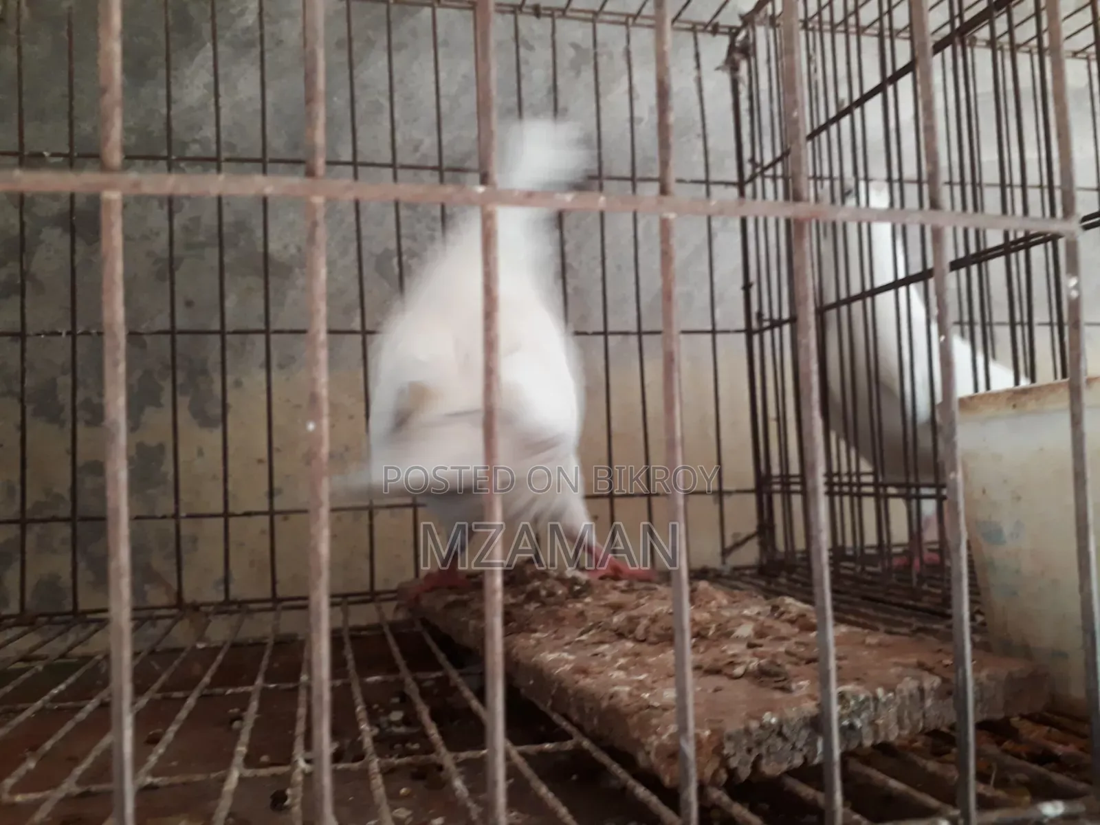 রেড নান রানিং নর