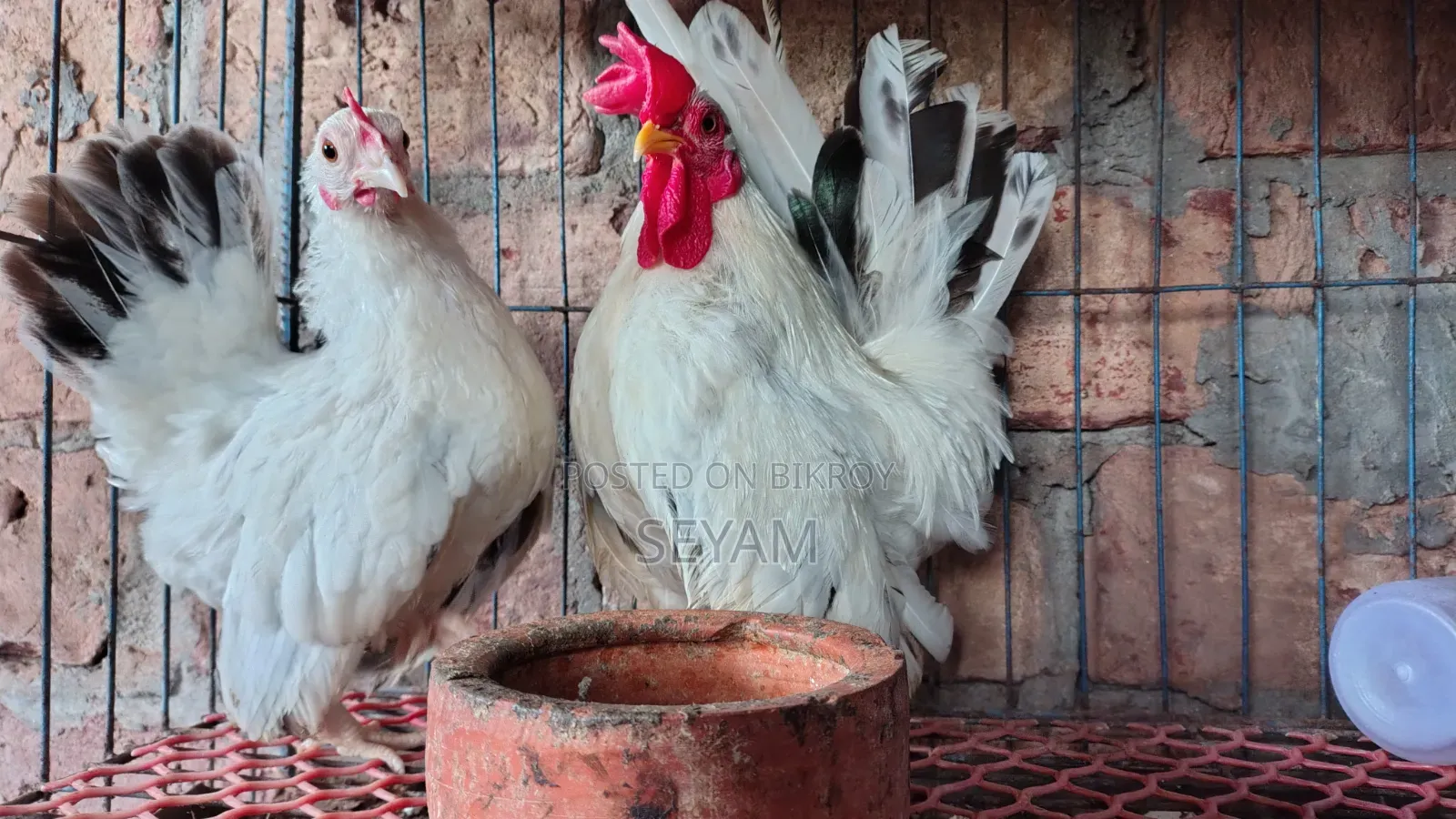Japanese Bantam