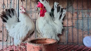 Japanese Bantam