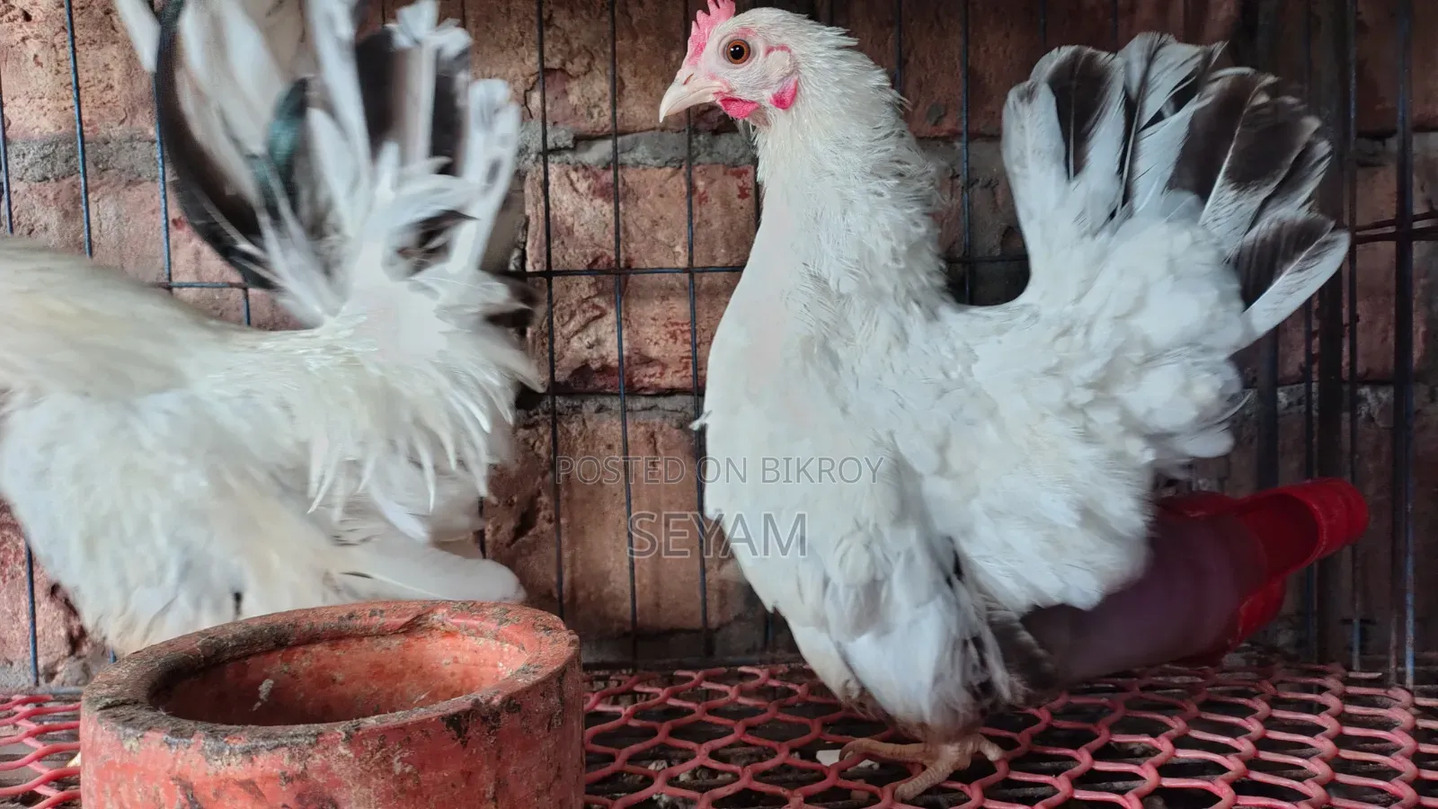 Japanese Bantam