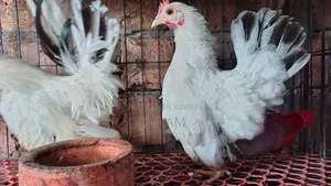 Japanese Bantam