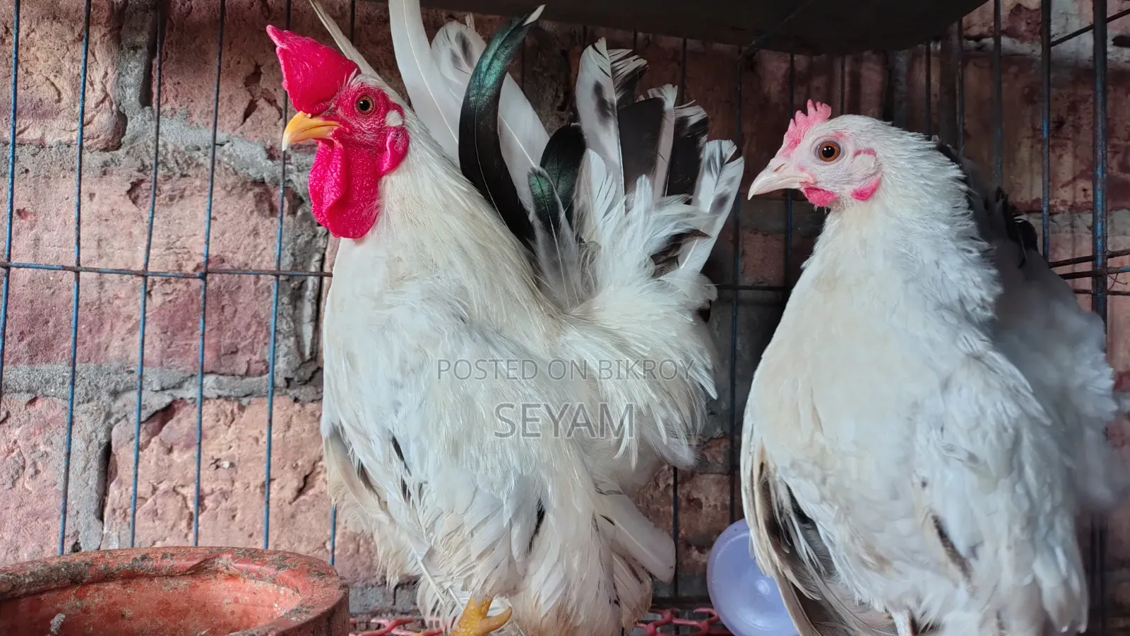 Japanese Bantam