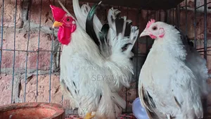 Japanese Bantam