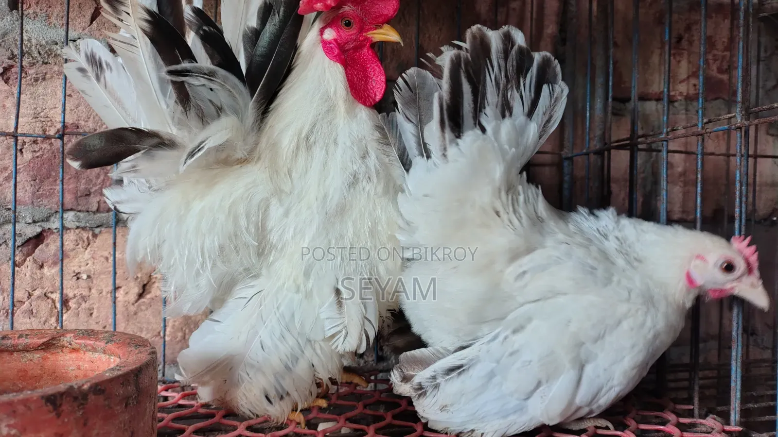 Japanese Bantam