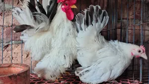 Japanese Bantam