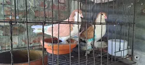 ১ জোড়া গোল্ডেন সিরাজী
