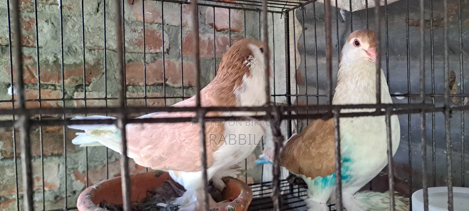 ১ জোড়া গোল্ডেন সিরাজী