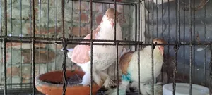 ১ জোড়া গোল্ডেন সিরাজী