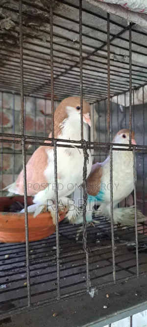 ১ জোড়া গোল্ডেন সিরাজী