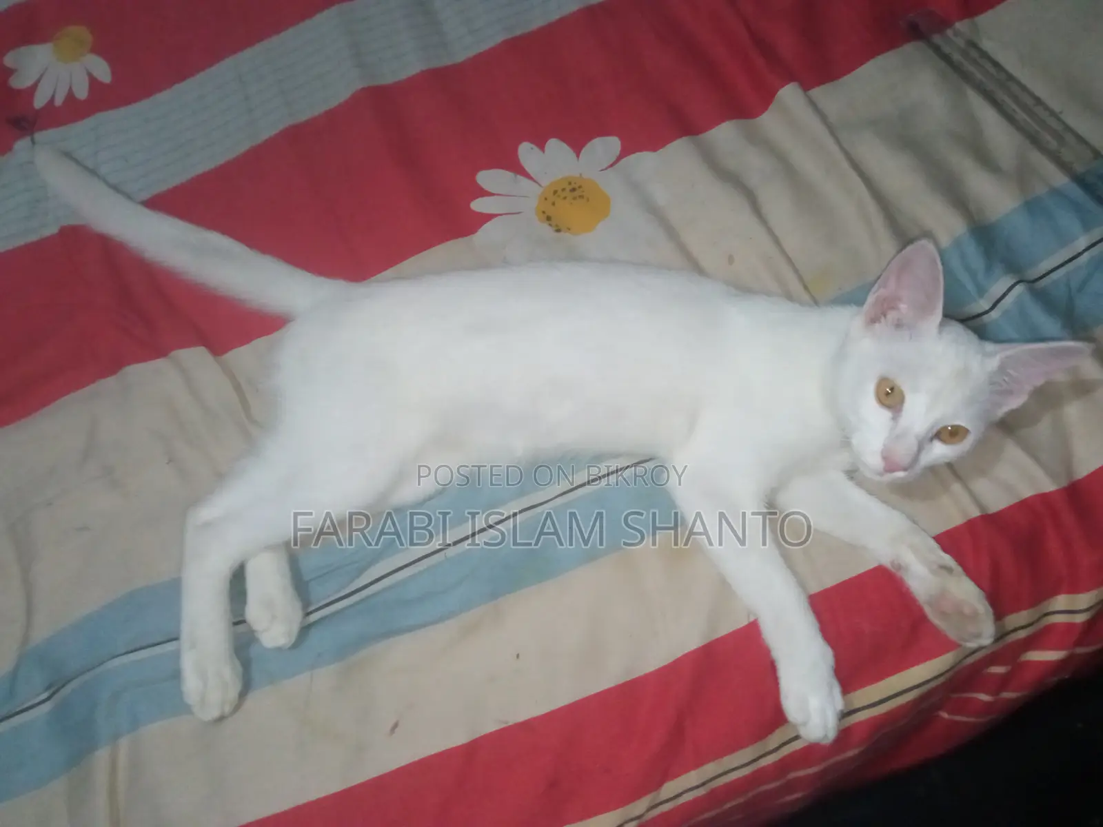 ৩-৬ months Male Purebred Bengal