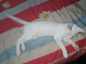 ৩-৬ months Male Purebred Bengal