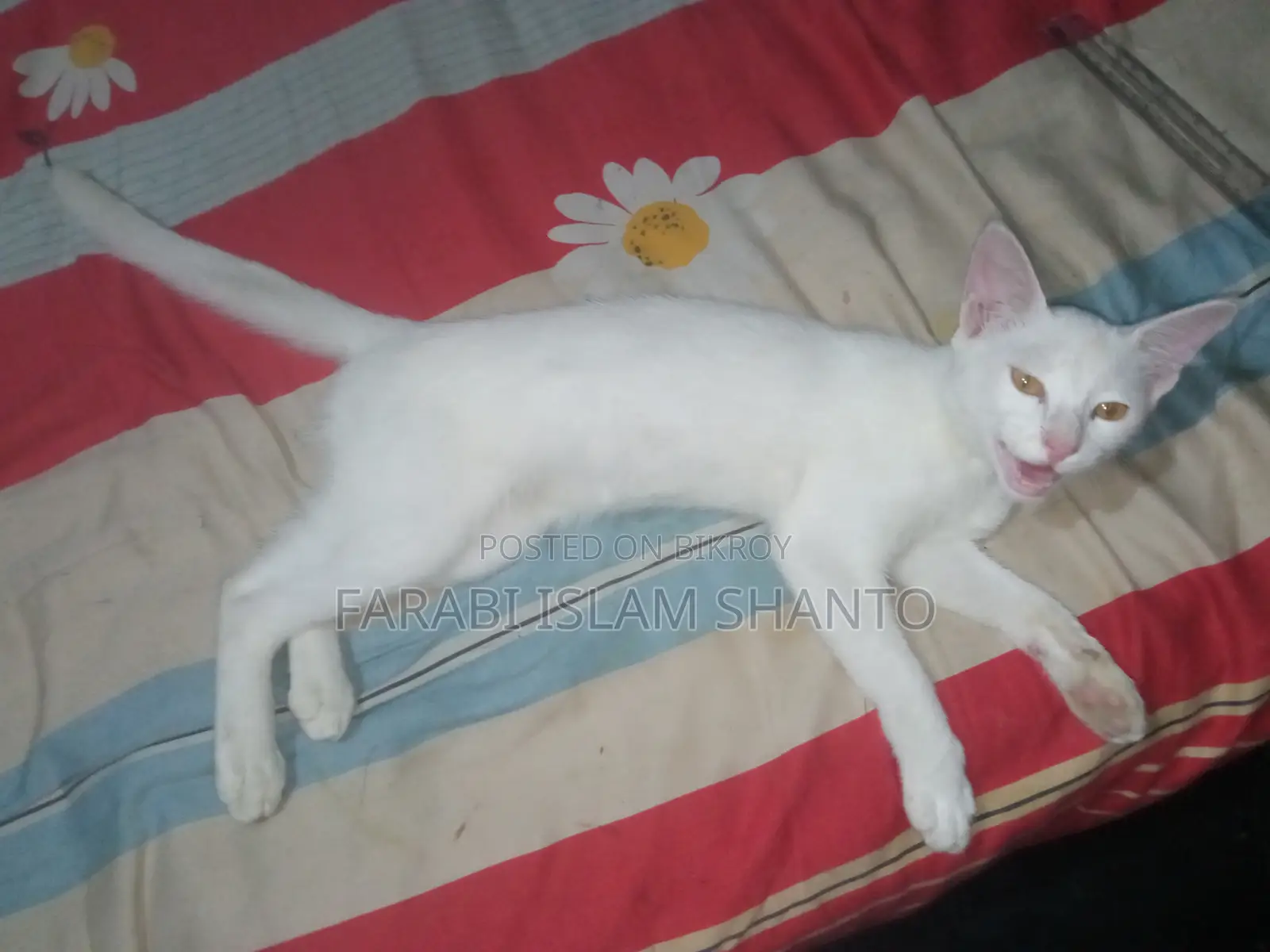 ৩-৬ months Male Purebred Bengal