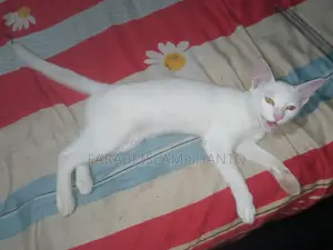 ৩-৬ months Male Purebred Bengal