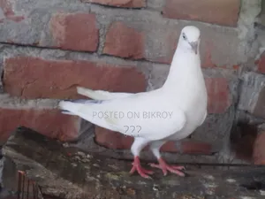 Giribaz Pigeon