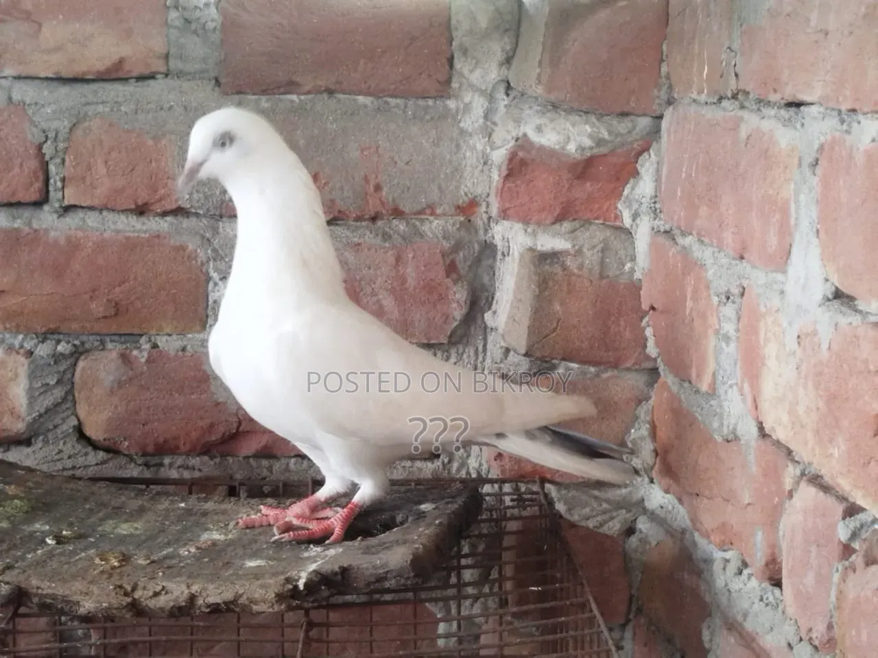 Giribaz Pigeon