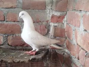 Giribaz Pigeon