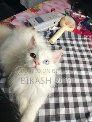 1-3 months Male Purebred Persian