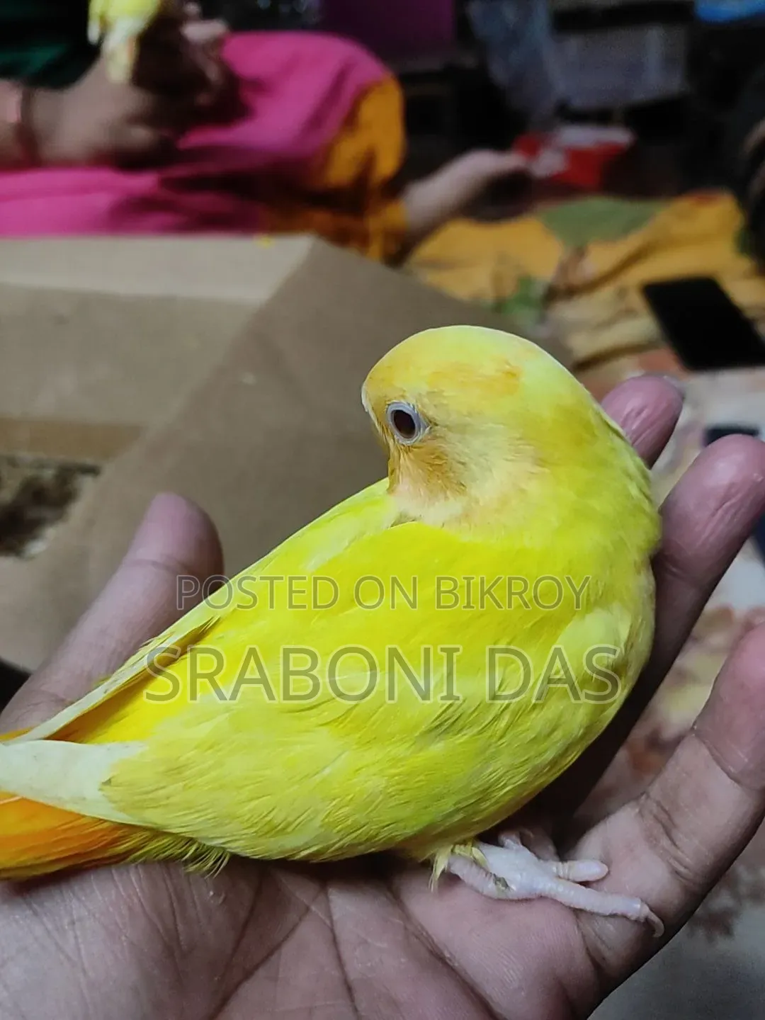 Love Birds