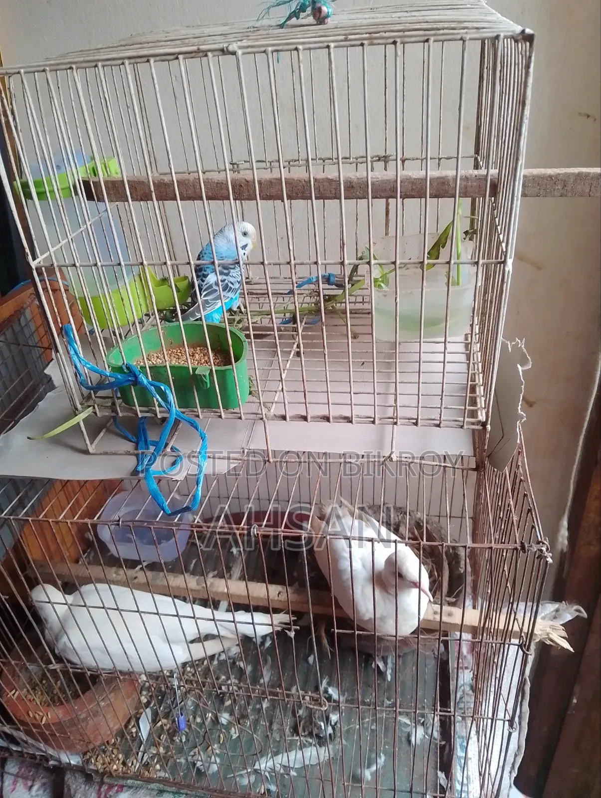 Pied Dove. One Pair and One Female Budgerigar