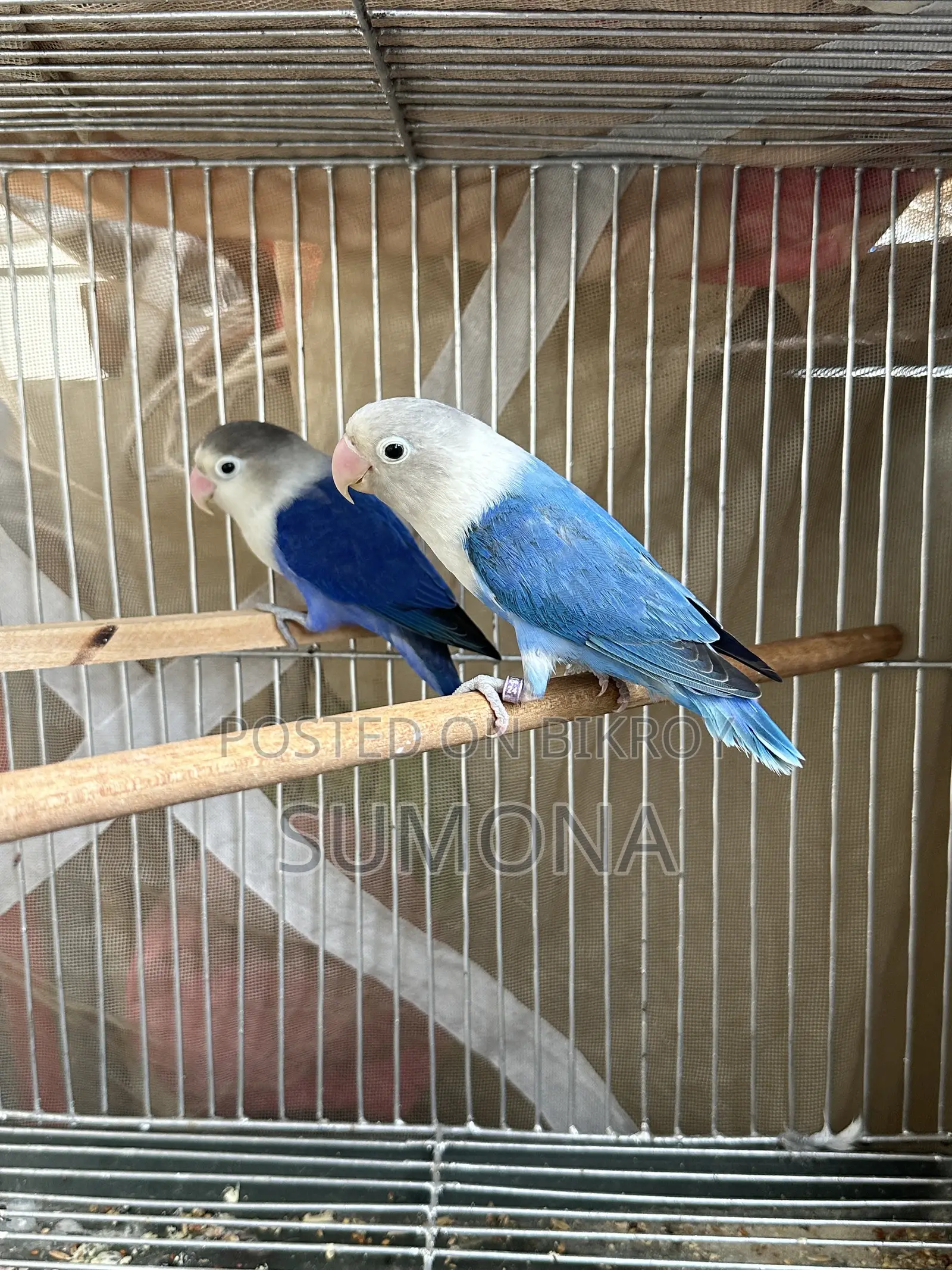 Love Birds Breeding Pair