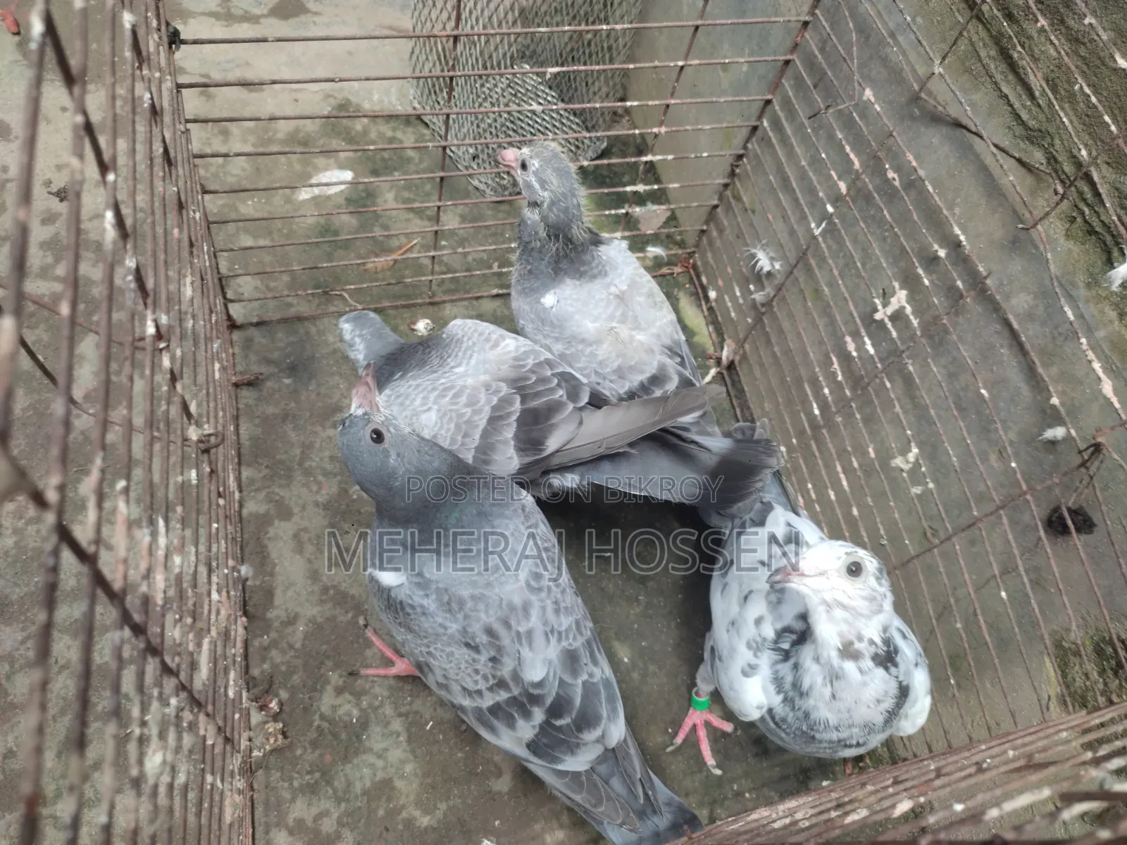 রেচার কবুতর এর বাচ্চা।