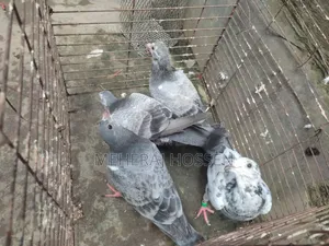 Racer Pigeon Squabs