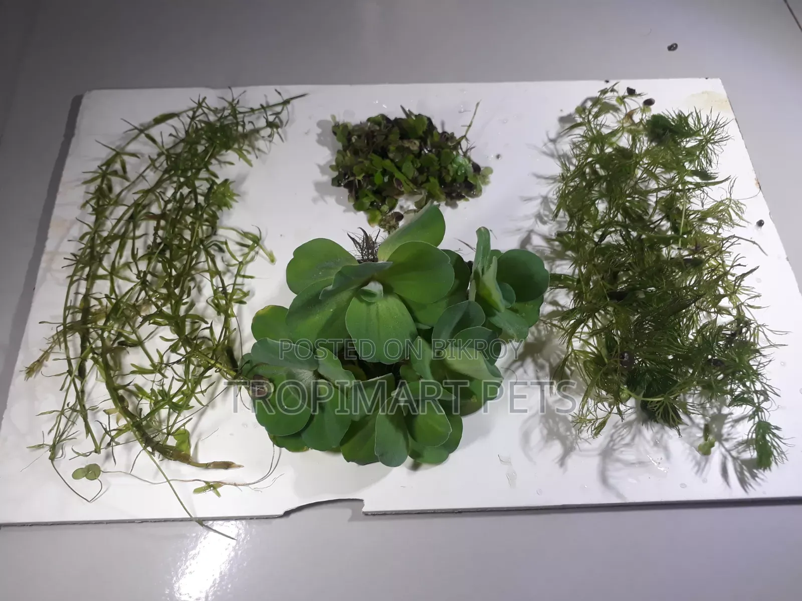 Aquarium Plants Combo Package.