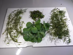 Aquarium Plants Combo Package.