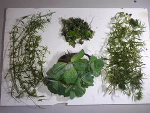 Aquarium Plants Combo Package.