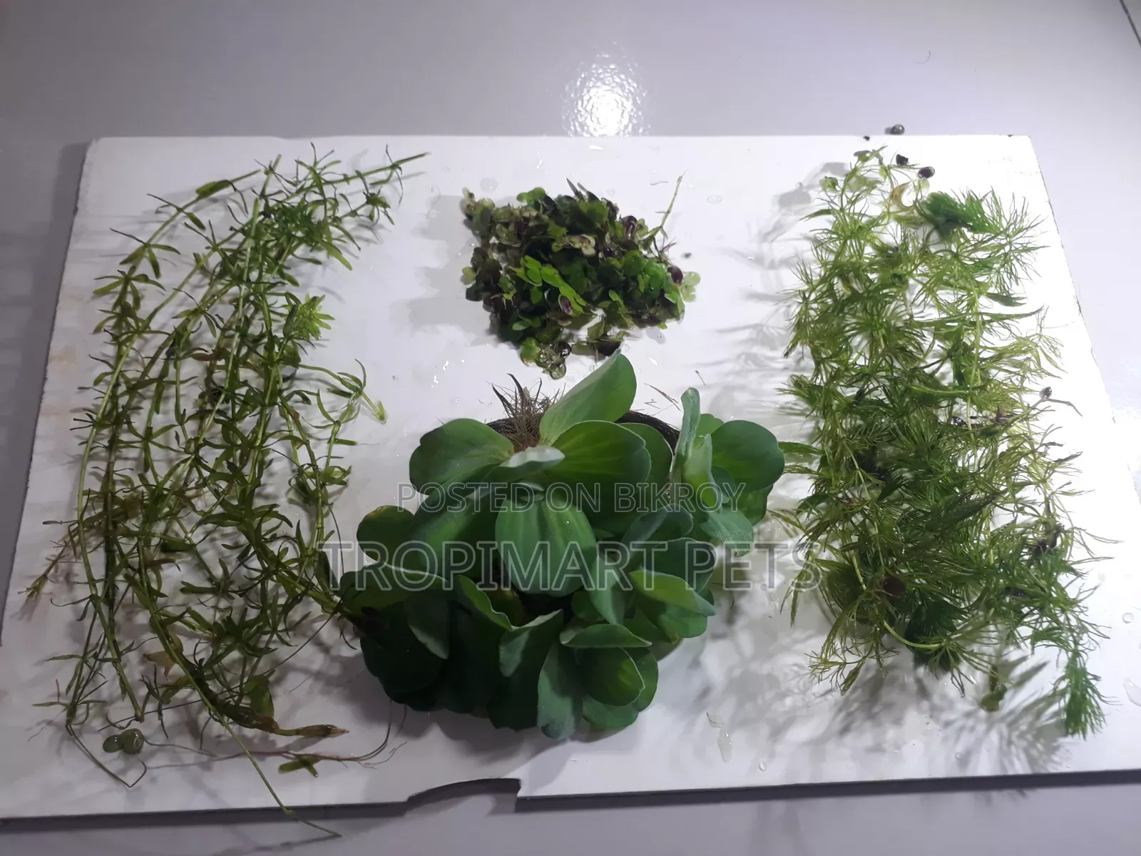 Aquarium Plants Combo Package.