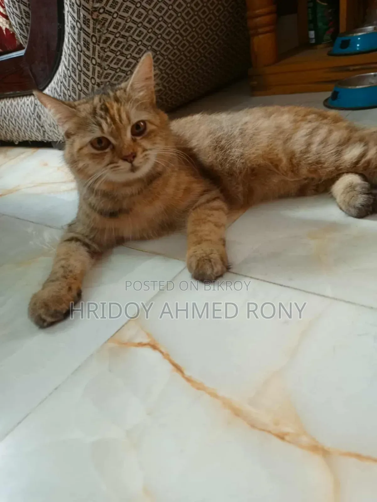 6-12 months Female Purebred Persian