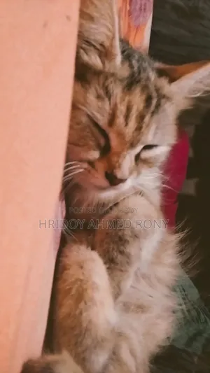 6-12 months Female Purebred Persian