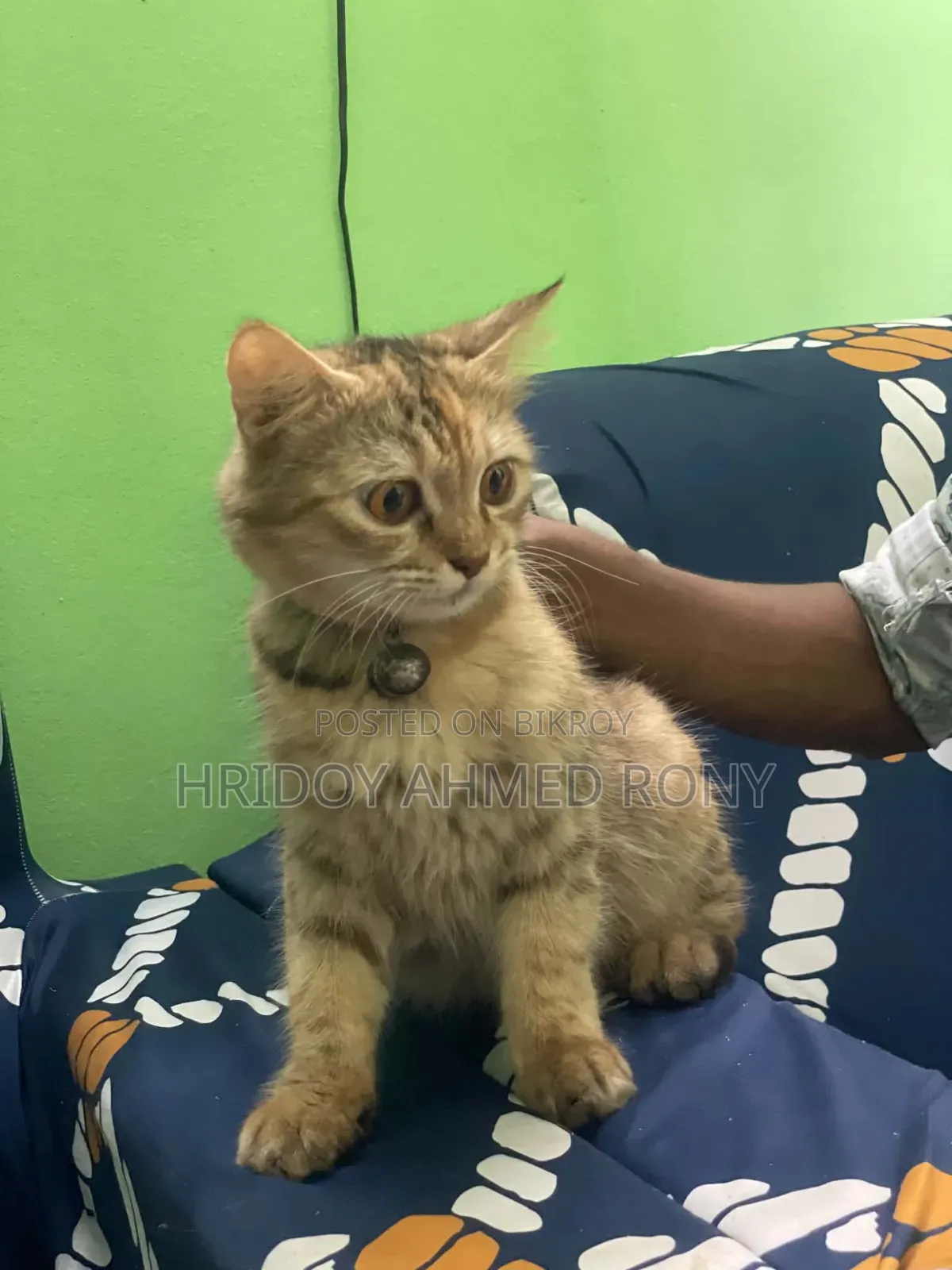 6-12 months Female Purebred Persian