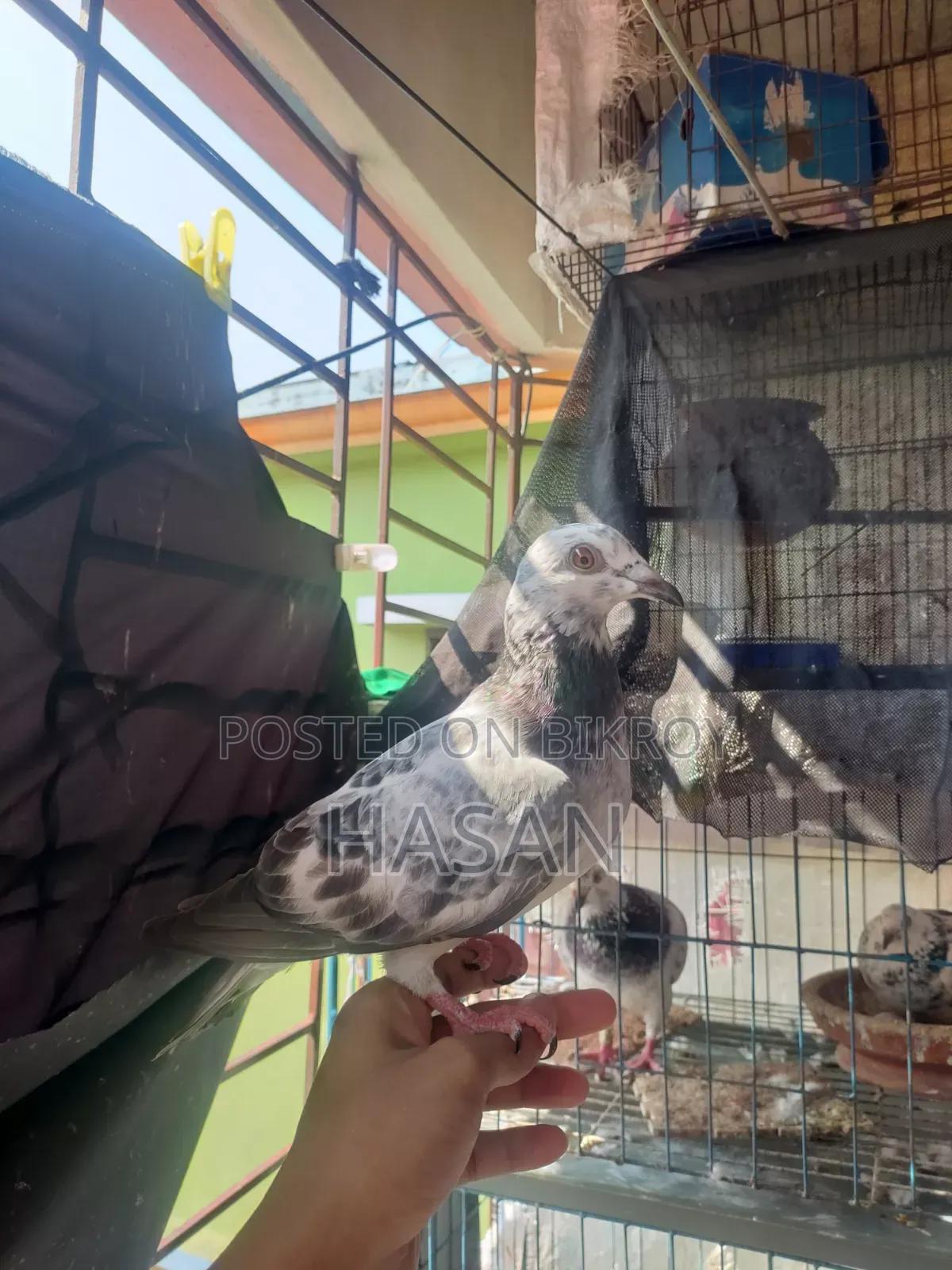 Grizzle Baby Pigeon