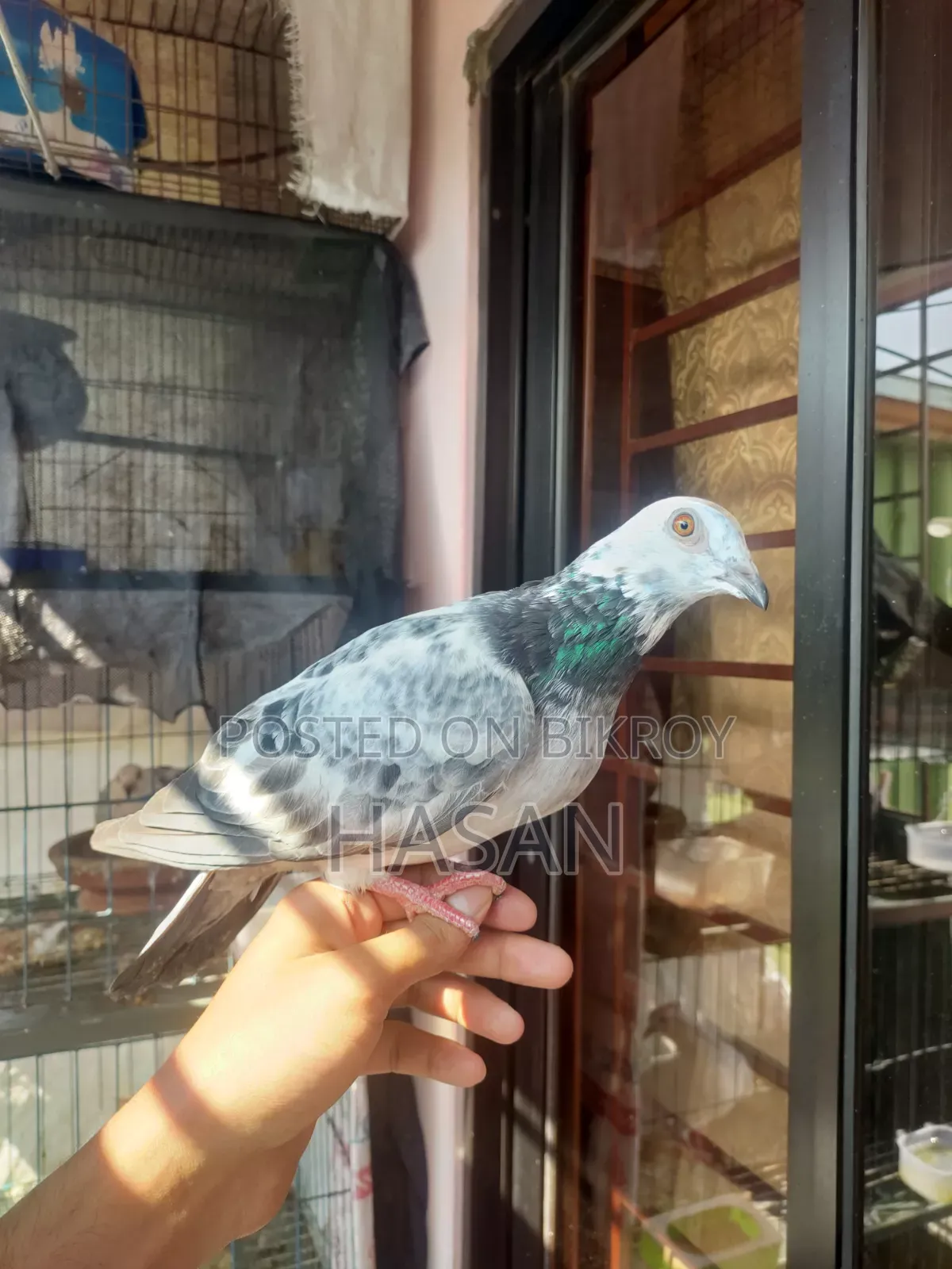 Grizzle Baby Pigeon