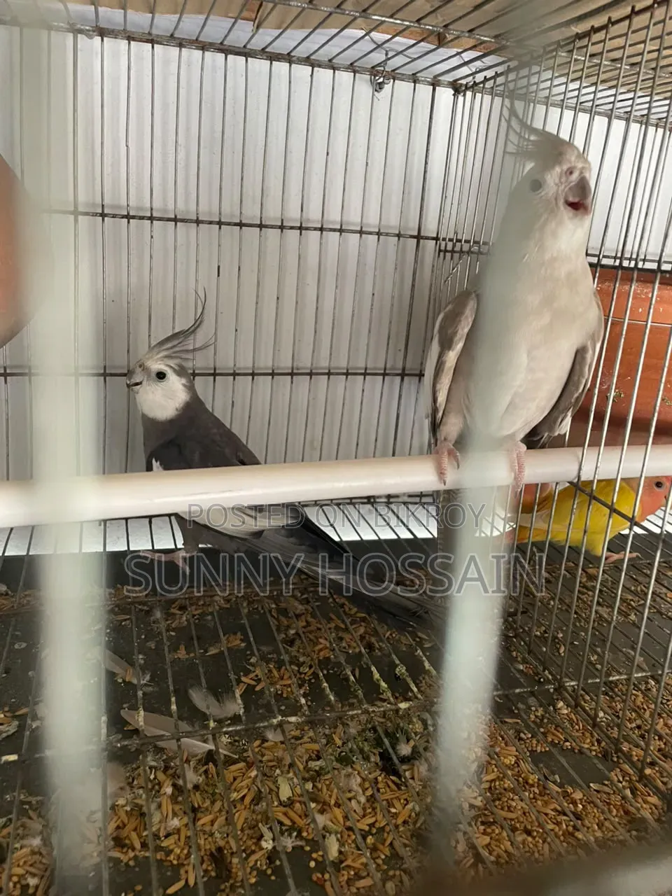 Cockatiel Bird