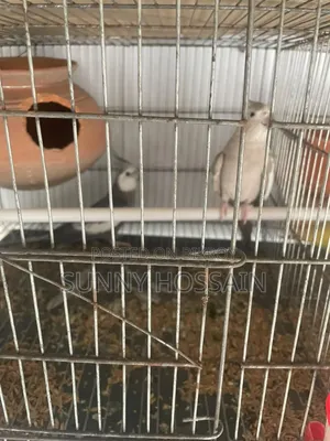 Cockatiel Bird