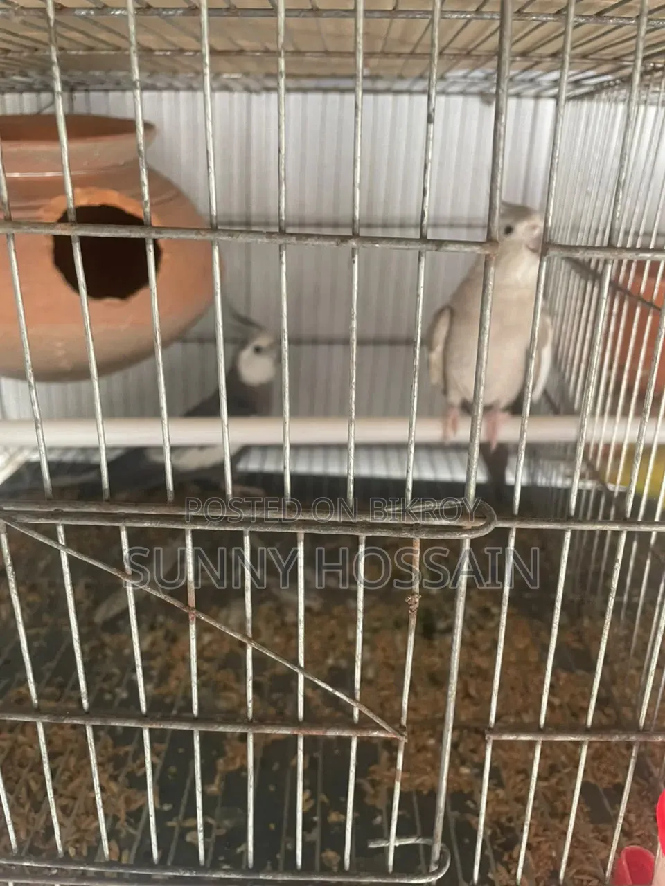 Cockatiel Bird