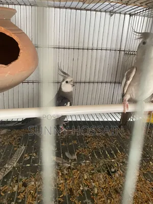 Cockatiel Bird
