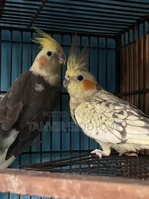 Adult Cockatiel Pair for Sale (Grey Male Pearl Female)