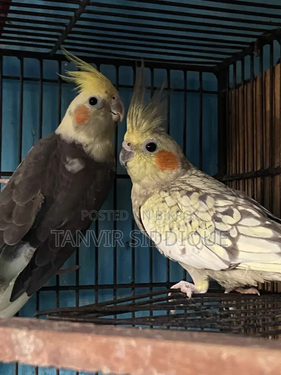 Adult Cockatiel Pair for Sale (Grey Male Pearl Female)