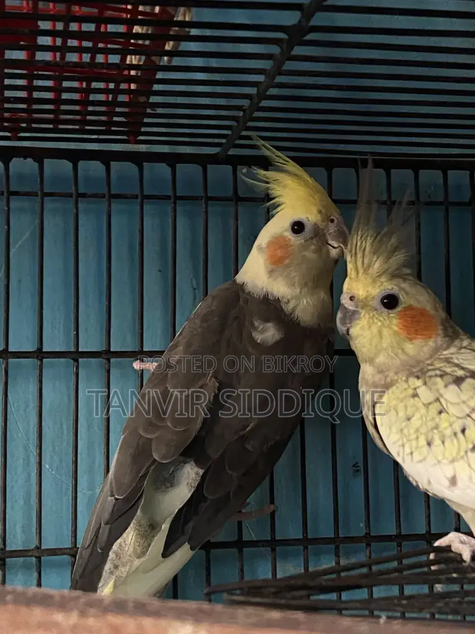 Adult Cockatiel Pair for Sale (Grey Male Pearl Female)