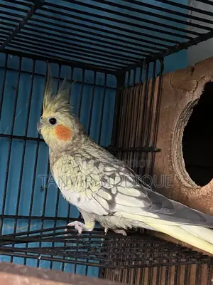 Adult Cockatiel Pair for Sale (Grey Male Pearl Female)