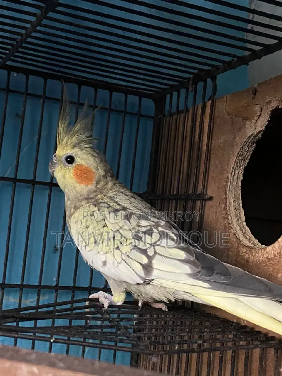 Adult Cockatiel Pair for Sale (Grey Male Pearl Female)