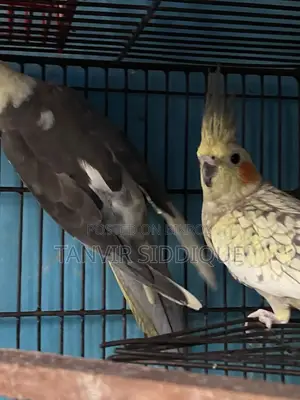 Adult Cockatiel Pair for Sale (Grey Male Pearl Female)