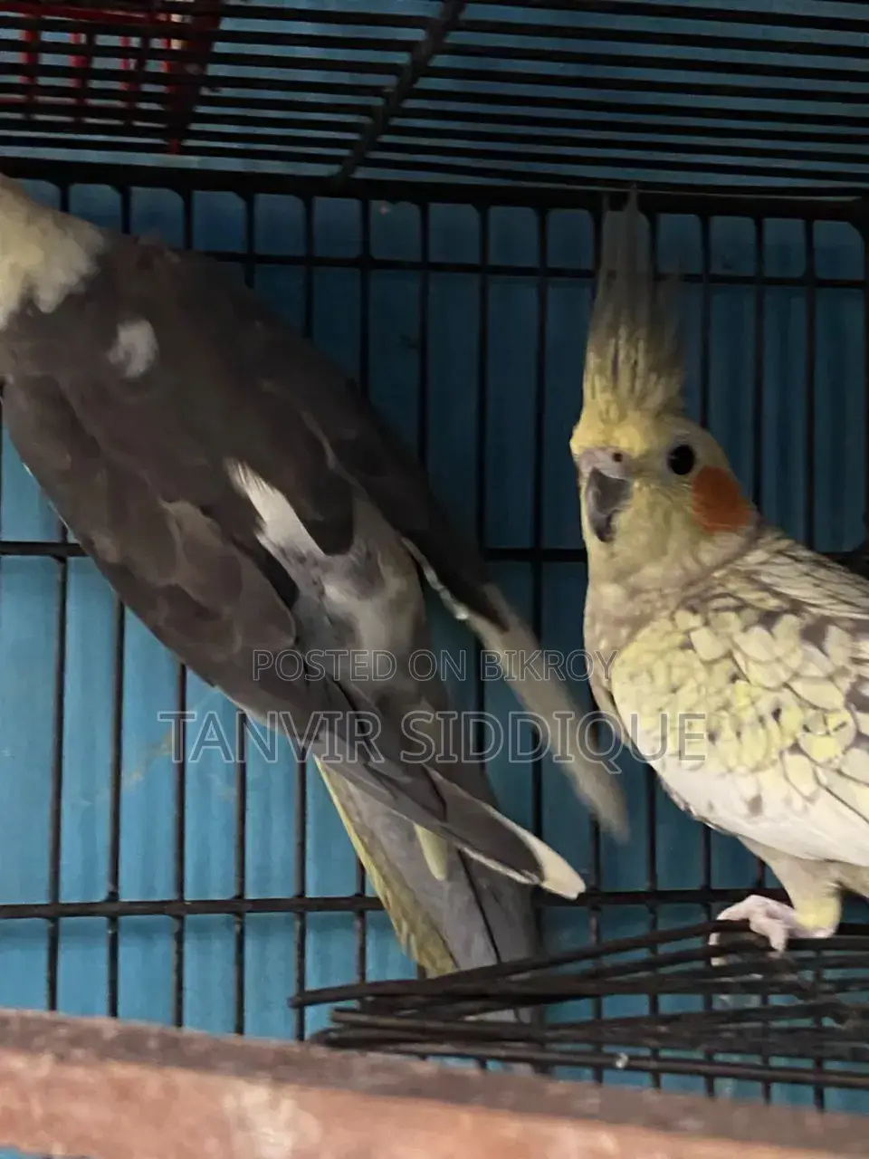 Adult Cockatiel Pair for Sale (Grey Male Pearl Female)
