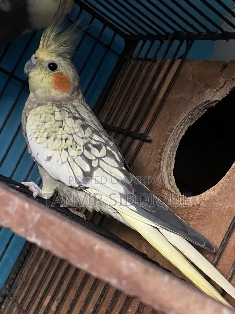 Adult Cockatiel Pair for Sale (Grey Male Pearl Female)